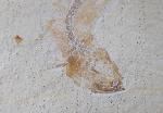 Tharsis dubius (BLAINVILLE 1818) - Bild &copy; FossNet FossilienStore